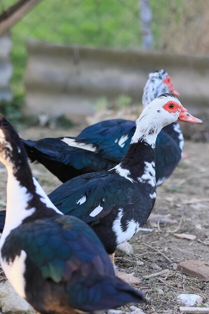 Foto three ducks are standing in a field one of which has a red beak