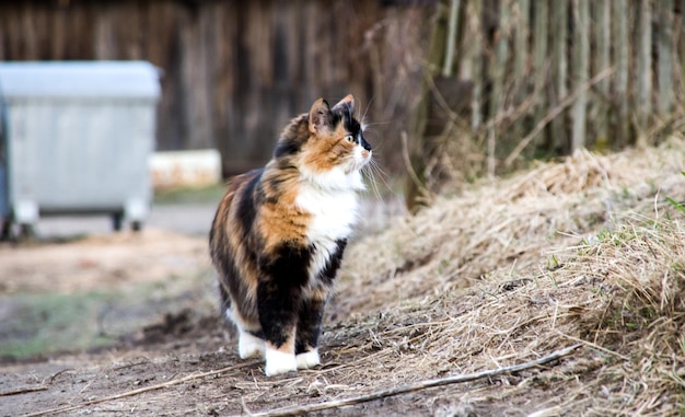 Threecolor Katze jagt vor einem Hintergrund von trockenem Gras