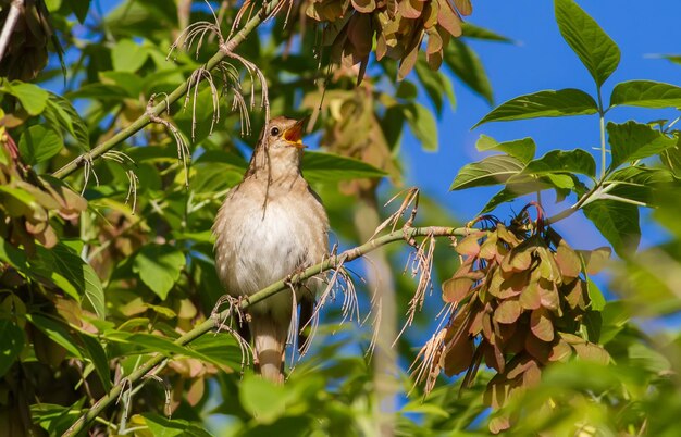 Thrush Nightingale Luscinia luscinia Ao amanhecer um pássaro senta-se em um galho e canta