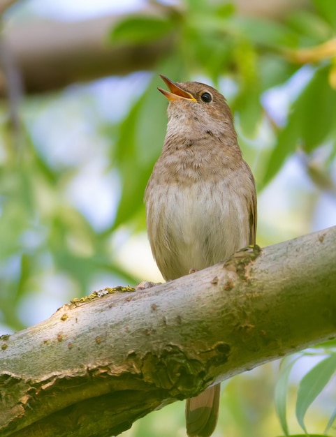 Thrush Nightingale Luscinia luscinia Um pássaro senta-se em um galho de árvore e canta