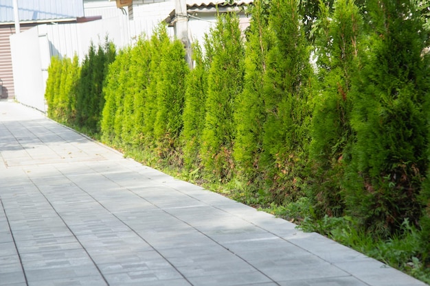 Thuja árboles plantados cerca del camino para peatones