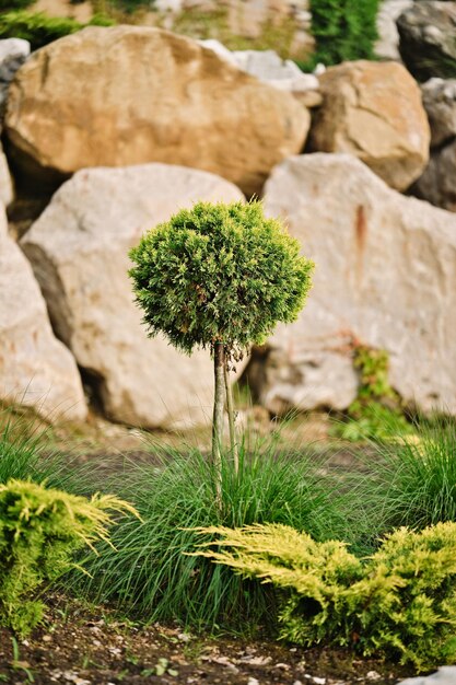 Thuja-Baum in Kugelform im Garten im Freien Nadelbäume im Landschaftsdesign.