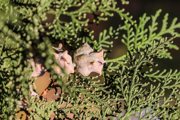 Thuja-Baumfrüchte in der Natur