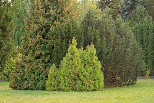 Thuja berry yew e árvore de Natal no parque