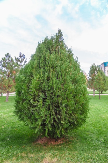 Foto thuja brabant thuja occidentalis thuja plicata arborvitae ball en primer plano