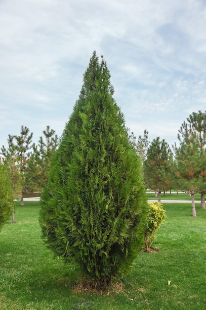 Foto thuja brabante thuja occidentalis thuja plicata arborvitae bola primer plano