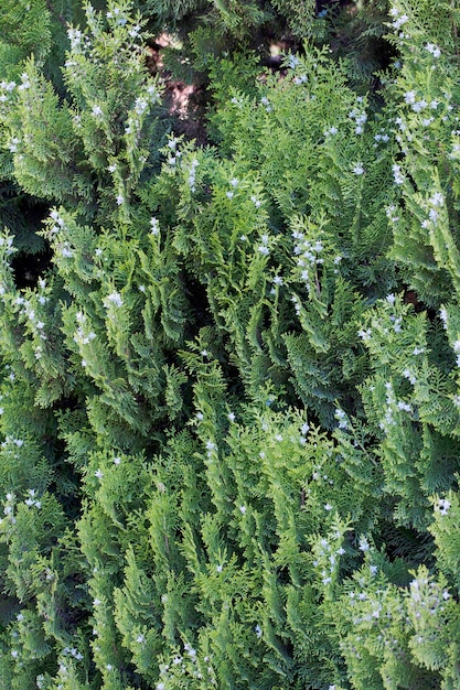 Thuja-Busch und seine Beeren