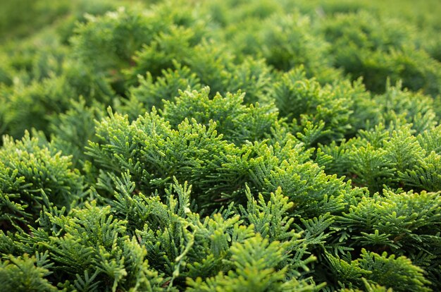 Thuja bush verde