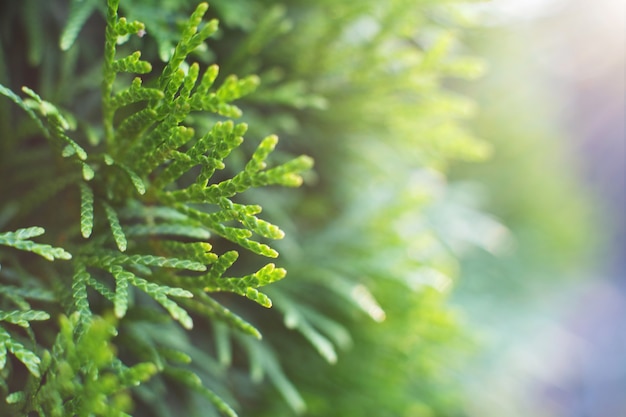 Una thuja de cerca el fondo de la rama de thuja.