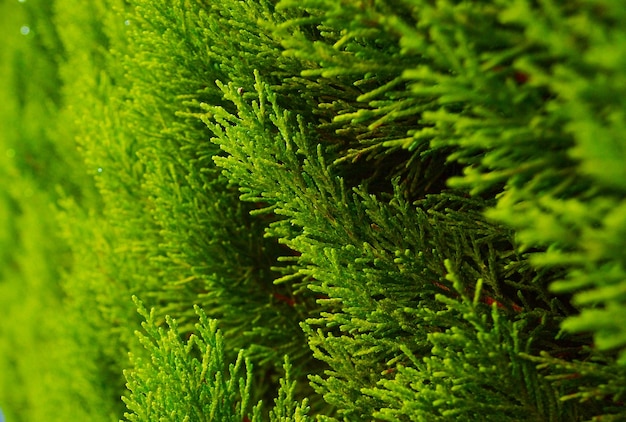 Thuja closeup fundo verde natural