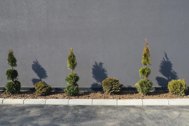 Thuja con una corona cortada en forma Diseño de paisaje moderno Hermosa decoración del territorio de la casa de césped del jardín Una pared gris y arbustos cerca del asfalto Gimnospermas de la familia Cypress