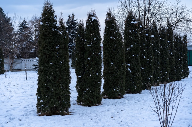 Thuja creciendo en fila en invierno