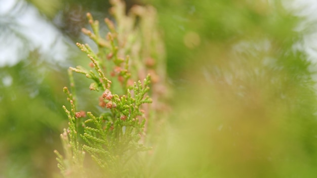 Foto thuja creciendo en su hábitat natural ramas del árbol de thuja verde