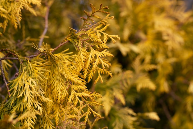 La thuja dorada crece el enfoque selectivo macro del arbusto de Thuja deja el fondo o la textura frondosa dorada natural