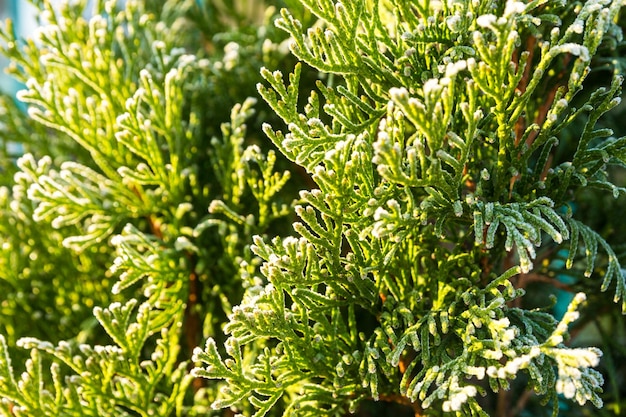 Thuja durante a primeira geada branca geada bokeh de manhã ensolarada