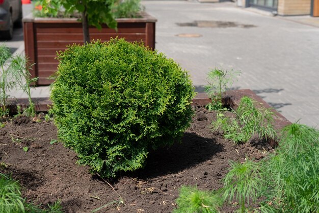 Foto thuja globular danica occidental en verano en un lecho de flores de madera