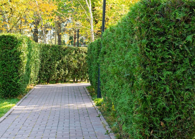 Thuja-Hecke Ein Pfad zwischen Nadelbäumen Zierpflanze