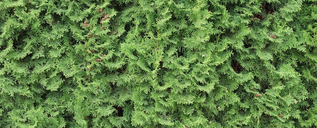 Thuja-Hecke-Textur, Lebensbaum-Pflanzenmuster, Garten-Hecke-Hintergrund