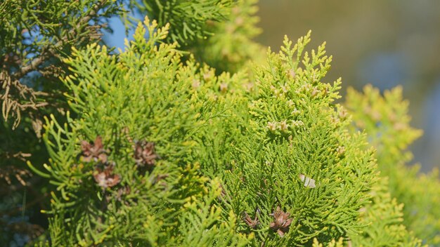 Foto thuja hoja balanceándose el viento planta ornamental popular de hoja perenne thuja balanceándose en el rack de viento enfoque