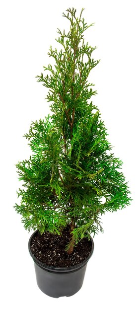 Thuja in einem Topf isoliert auf weißem Hintergrund