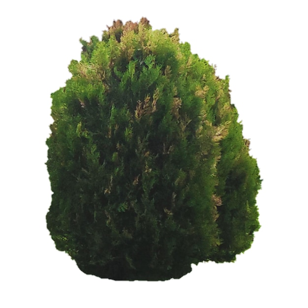 Thuja isoliert auf weißem Hintergrund. Isolat für Design-Architektur