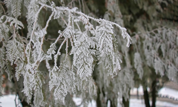 Thuja occidentalis coberto de geada e neve em um dia gelado de inverno