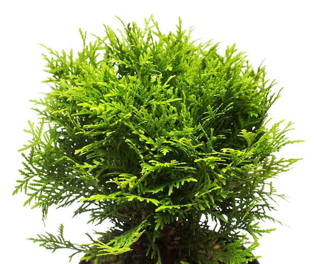 Thuja occidentalis danica isoliert auf weißem Hintergrund. Nadelbäume. Flache Lage, Ansicht von oben