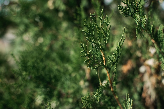 Thuja occidentalis grüner Weihnachts- Xmas-Zweig Hintergrund Thuja plicata westlicher roter Zeder