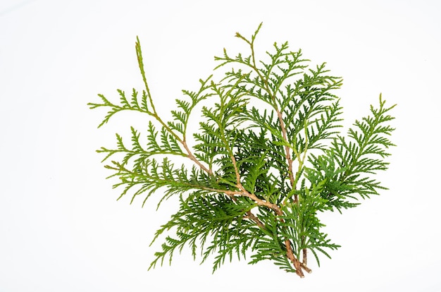 Thuja occidentalis grüner Zweig isoliert auf weißem Hintergrund. Studiofoto.