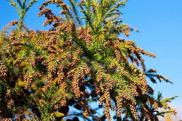 Thuja occidentalis ist ein immergrüner Nadelbaum aus der Familie der Zypressengewächse. Blüte vor blauem Himmel, Frühling im Wald