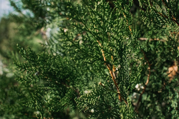 Thuja occidentalis verde fondo de rama de Navidad de Navidad. Thuja plicata, cedro rojo occidental. . Textura verde de Thuja occidentalis Columna. Árbol de coníferas de hoja perenne, thuja chino. Enfoque selectivo