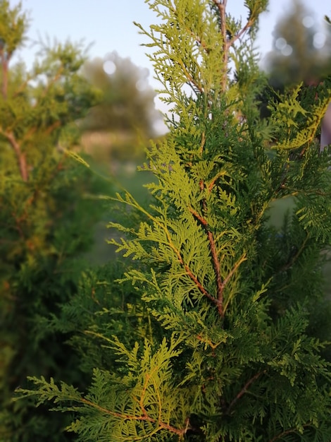 Foto thuja ocidental brabant. galhos iluminados pelo sol.