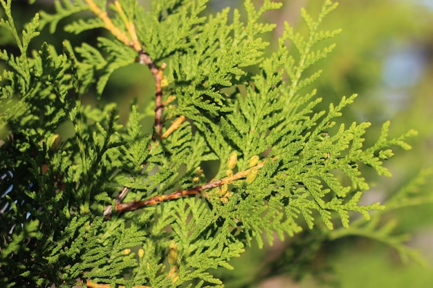 Foto thuja ocidental brabant. os galhos são iluminados pelo sol.