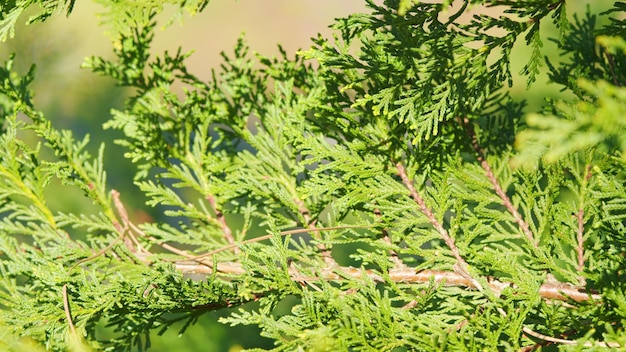 Thuja-Pflanze Blätter Bäume, die im Park wachsen Ziergartenpflanzen Themenregal Fokus