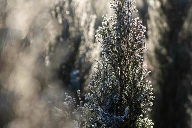 Thuja rama de coníferas en la nieve iluminada por el sol