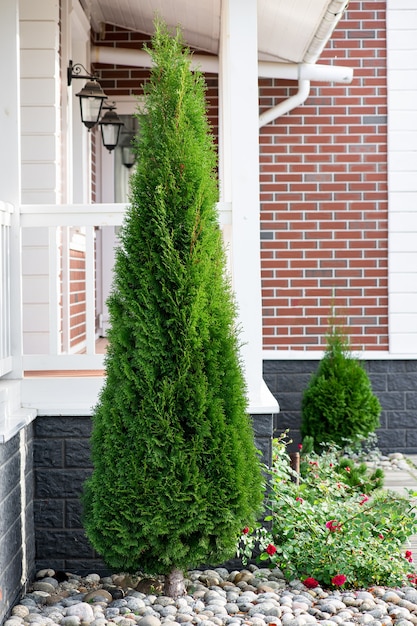 Thuja smaragd em paisagismo