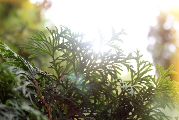 Thuja-Tannenzweige im Park