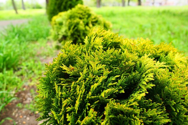 Thuja tosida en el césped que da forma a la corona de thuja jardín y parque floricultura y horticultura