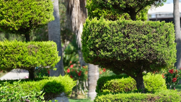 Thuja verde recortada en forma de círculos en el patio