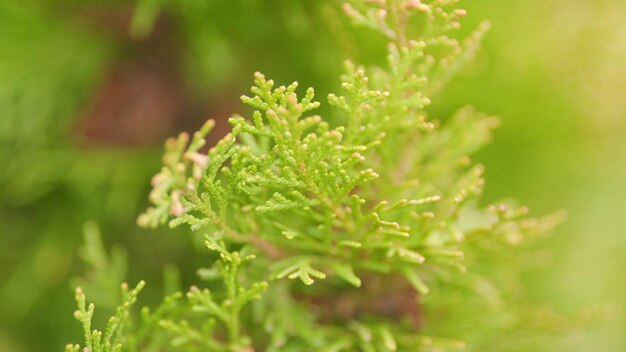 Foto thuja verde thuja occidentalis é uma árvore de coníferas perene