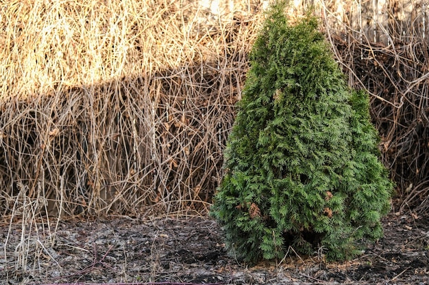 Thuja Zypresse Strauch im Garten Thuja ist ein westlicher Lebensbaum Zierbaum im Garten