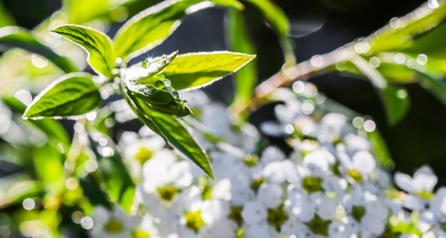 Thunberg spiraea flores blancas y hojas verdes con gotas de lluvia bokeh con reflejo de la luz del sol