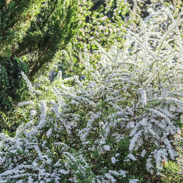 Thunberg Spirea arbusto en flor Fondo de flores blancas Concepto de jardinería