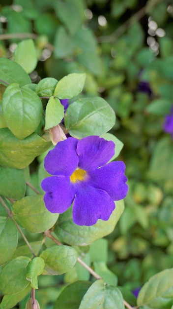 Thunbergia erecta também conhecida como Bush clockvine Kings mantle Purple bell