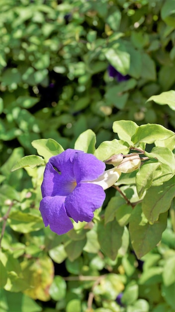 Foto thunbergia erecta también conocida como bush clockvine kings mantle purple bell