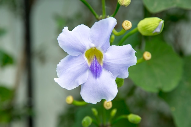 Thunbergia grandiflora, hermosa flor de trompeta azul de Bengala