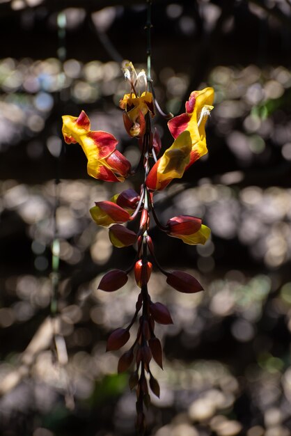 Thunbergia mysorensis, una hermosa flor que crece colgada de una pérgola, enfoque selectivo.