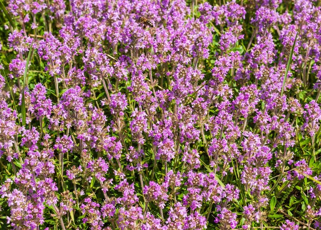 Thymian Wildblumen