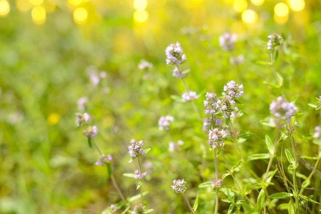 Thymianblüten. Blühende Lichtung des schönen Waldes. Wildblumen, floraler Hintergrund im umweltfreundlichen Stil