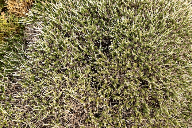 Thymiankraut mit winzigen aromatischen Blättern Makrobild von frischem grünem Thymian, der in der Natur wächst